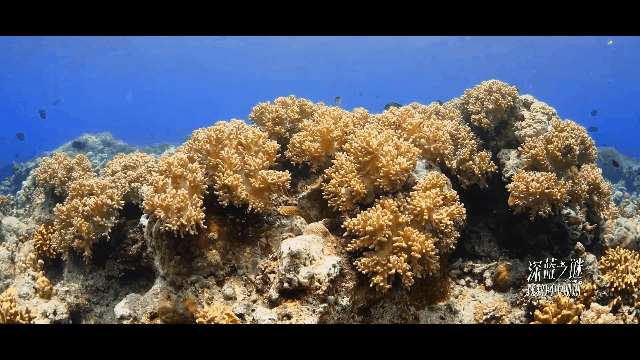 2.gif